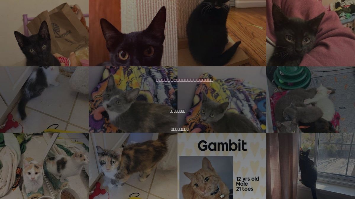 Cats for Adoption in Holbrook , New York