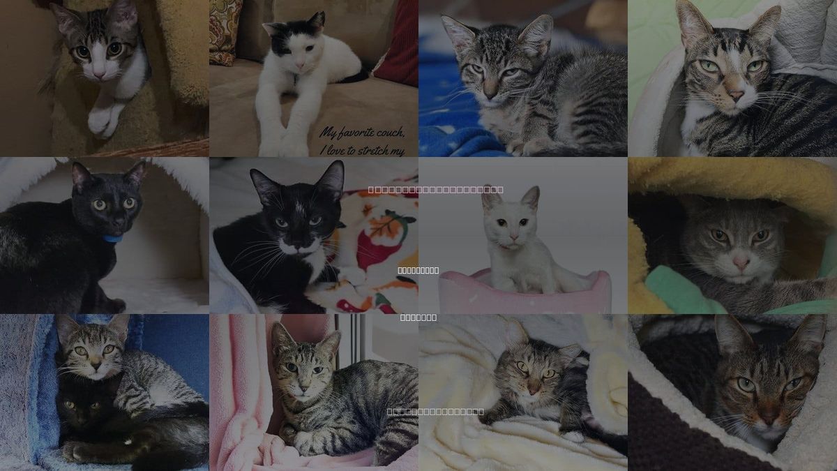 Cats for Adoption in Hollywood, Florida