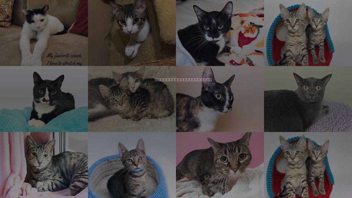 Cats for Adoption in Hollywood, Florida