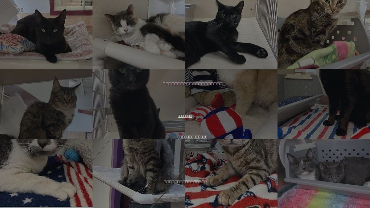 Cats for Adoption in Holyoke, Massachusetts