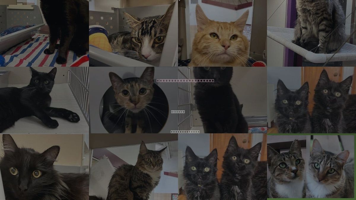 Cats for Adoption in Holyoke, Massachusetts