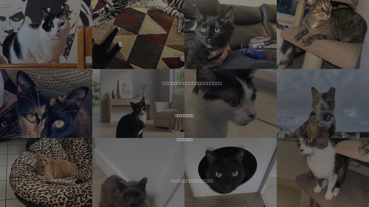 Cats for Adoption in Homestead, Florida