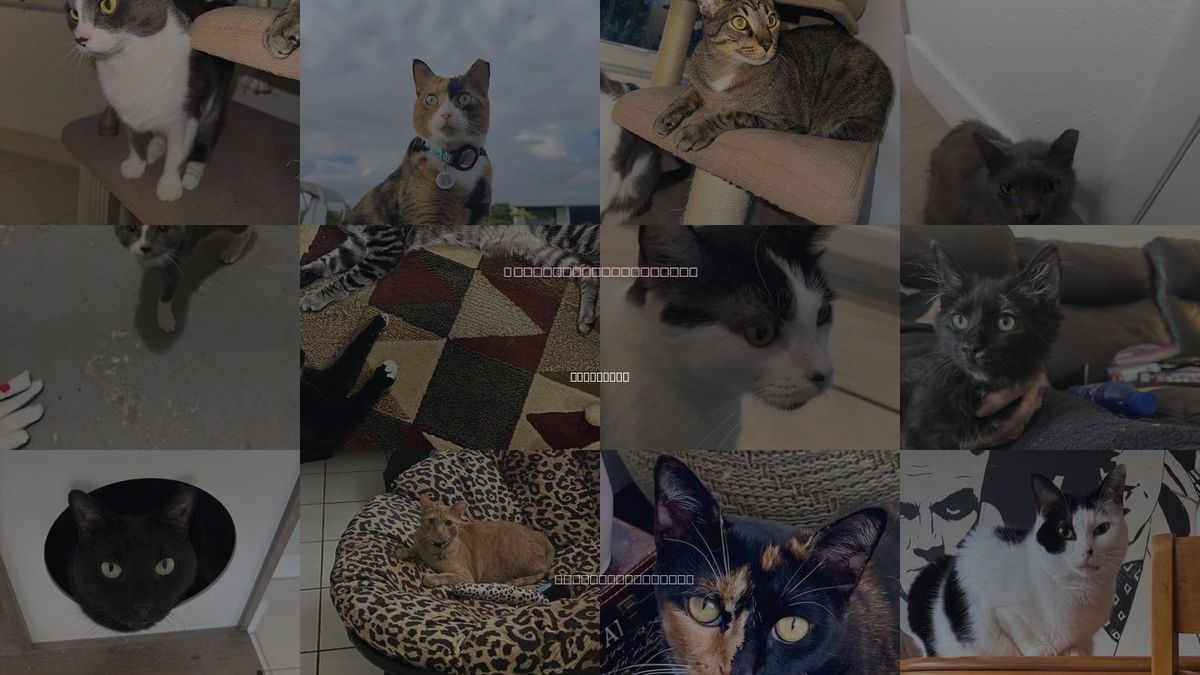 Cats for Adoption in Homestead, Florida
