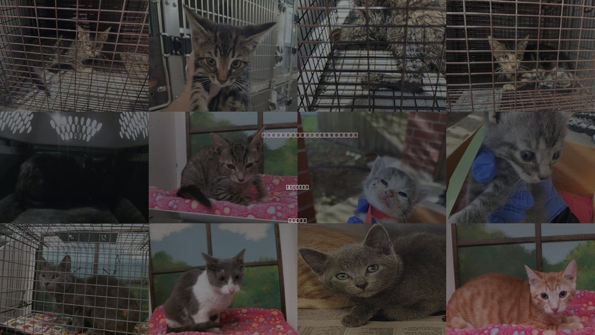 Cats for Adoption in Houston, Texas