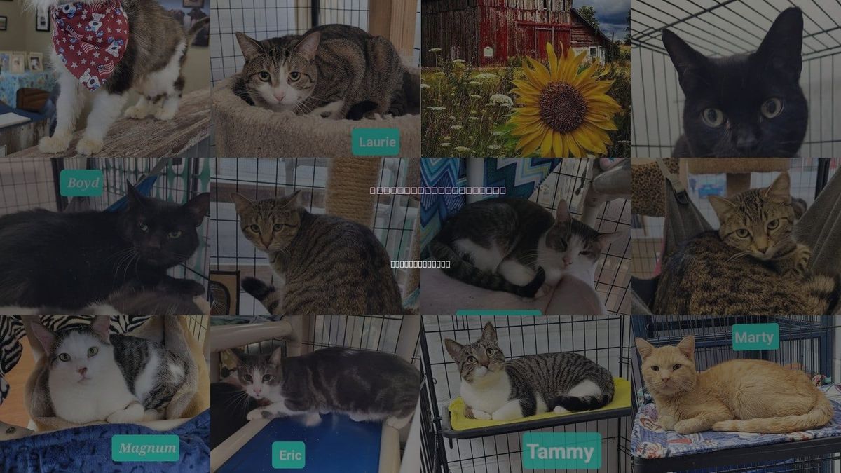 Cats for Adoption in Huber Heights, Ohio