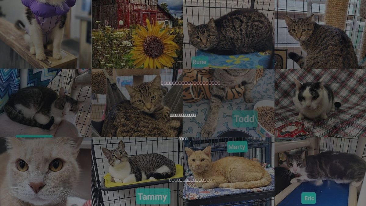 Cats for Adoption in Huber Heights, Ohio
