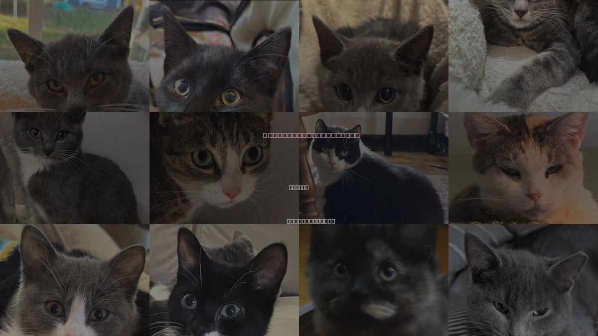Cats for Adoption in Hudson, Massachusetts