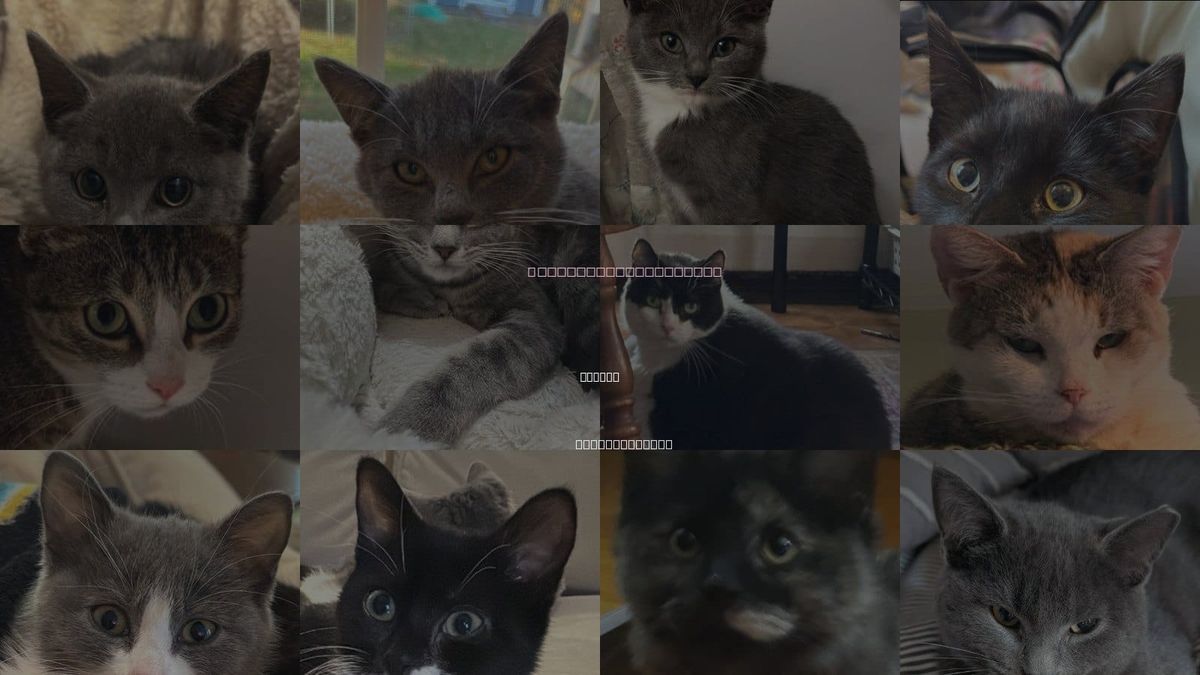 Cats for Adoption in Hudson, Massachusetts