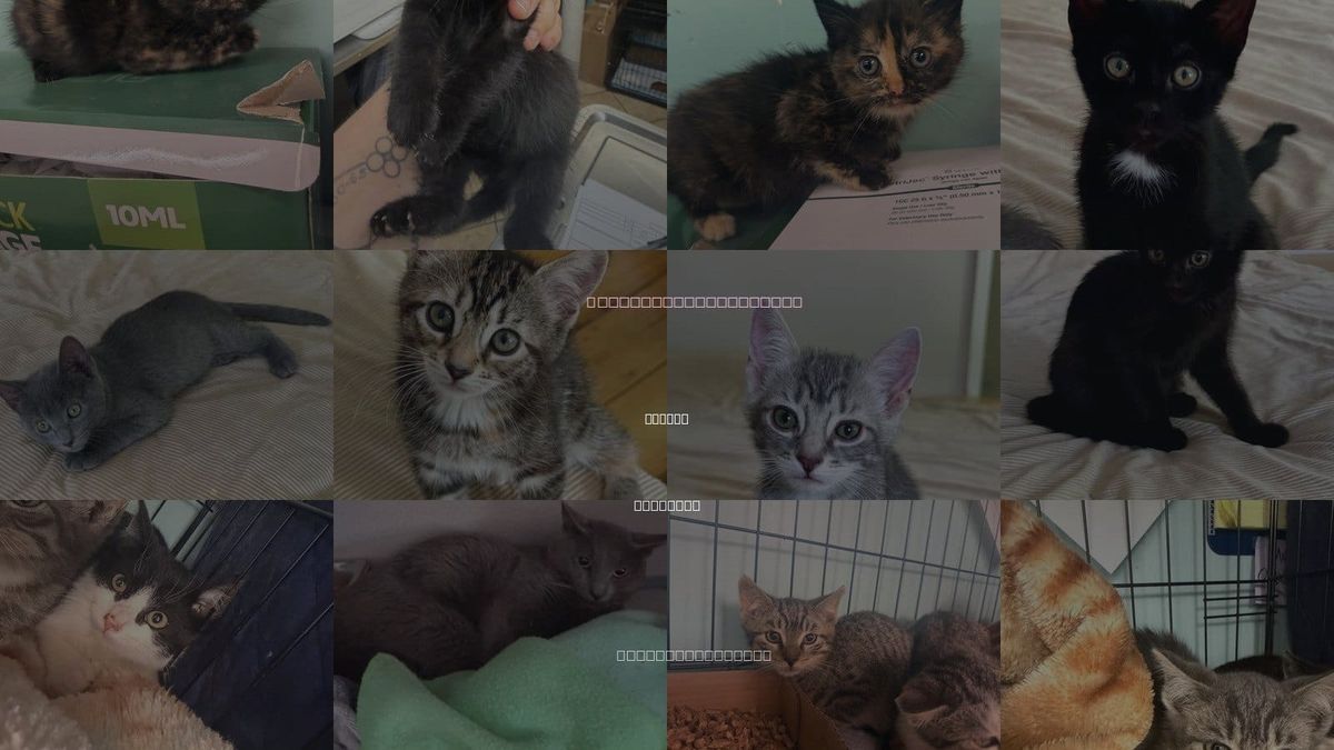 Cats for Adoption in Hudson, New York