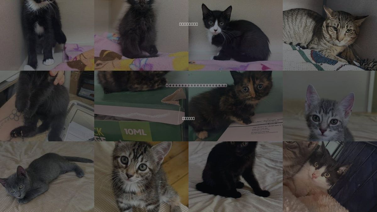 Cats for Adoption in Hudson, New York