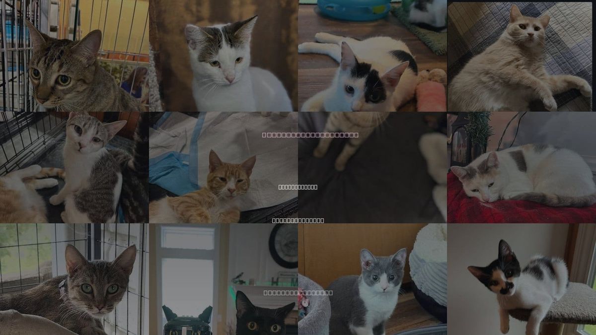 Cats for Adoption in Huntersville, North Carolina
