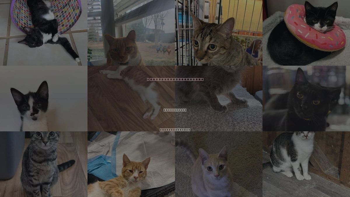 Cats for Adoption in Huntersville, North Carolina
