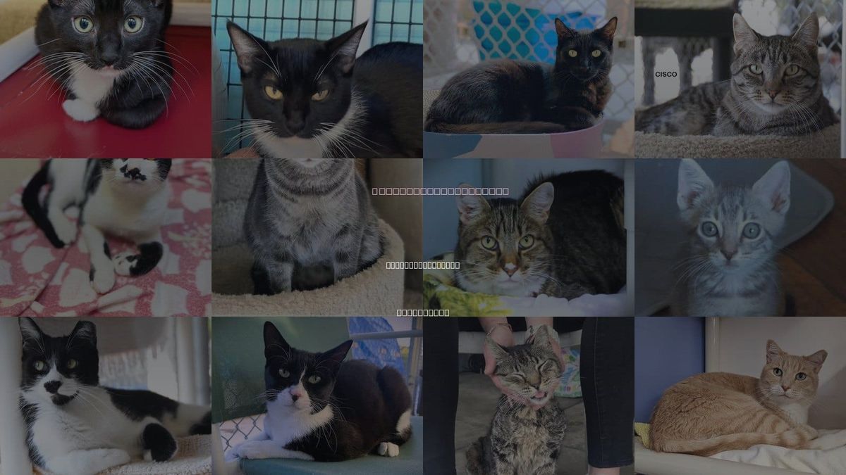 Cats for Adoption in Huntington Beach, California