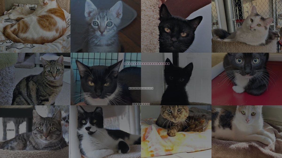 Cats for Adoption in Huntington Beach, California