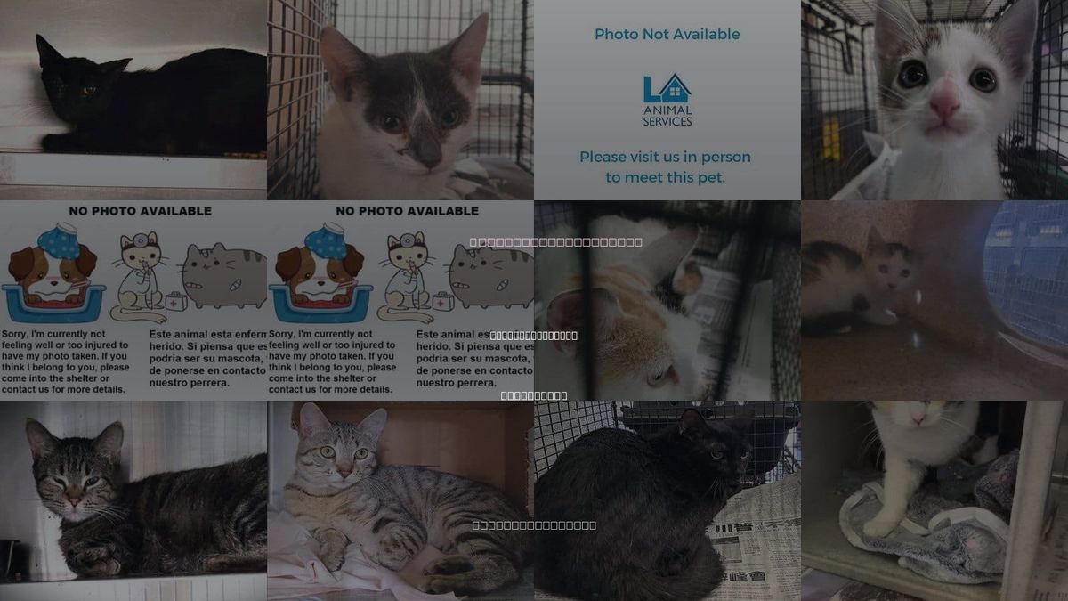 Cats for Adoption in Huntington Park, California
