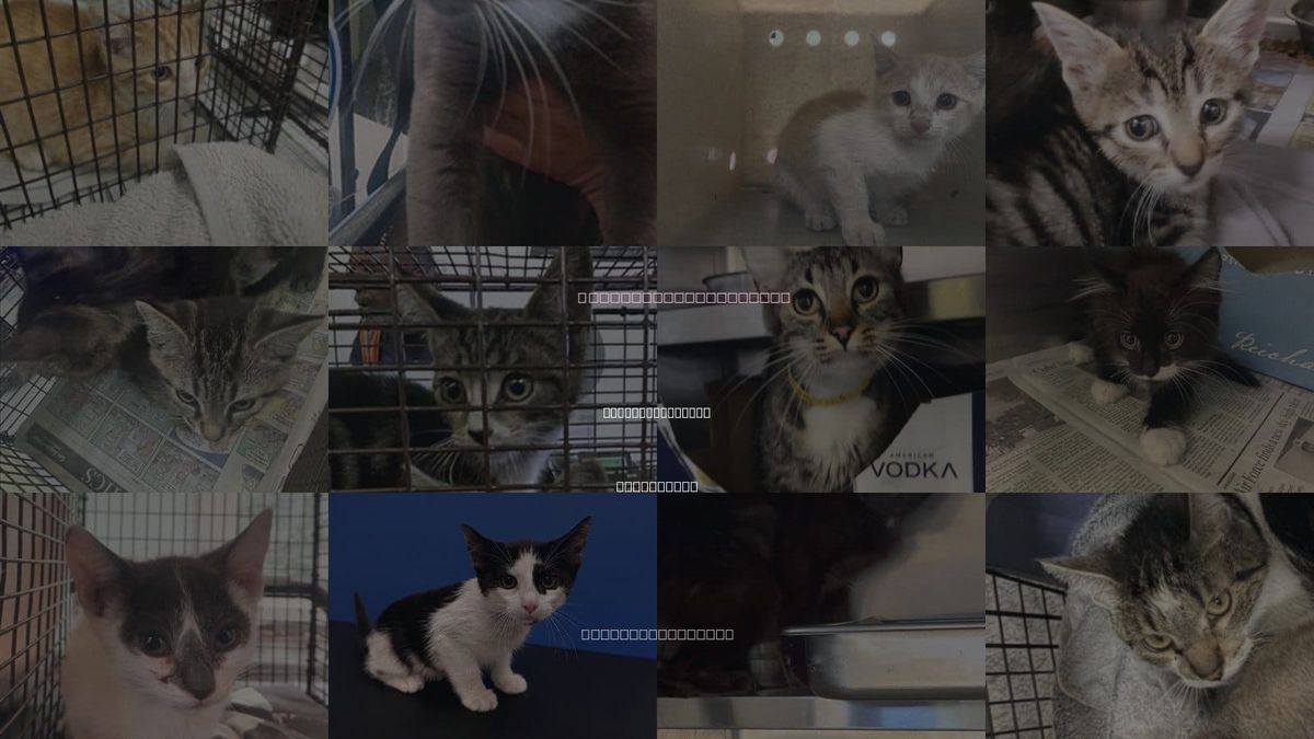 Cats for Adoption in Huntington Park, California