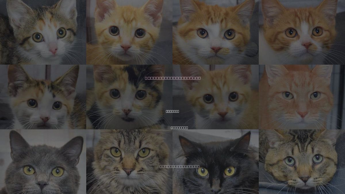 Cats for Adoption in Huntley, Illinois