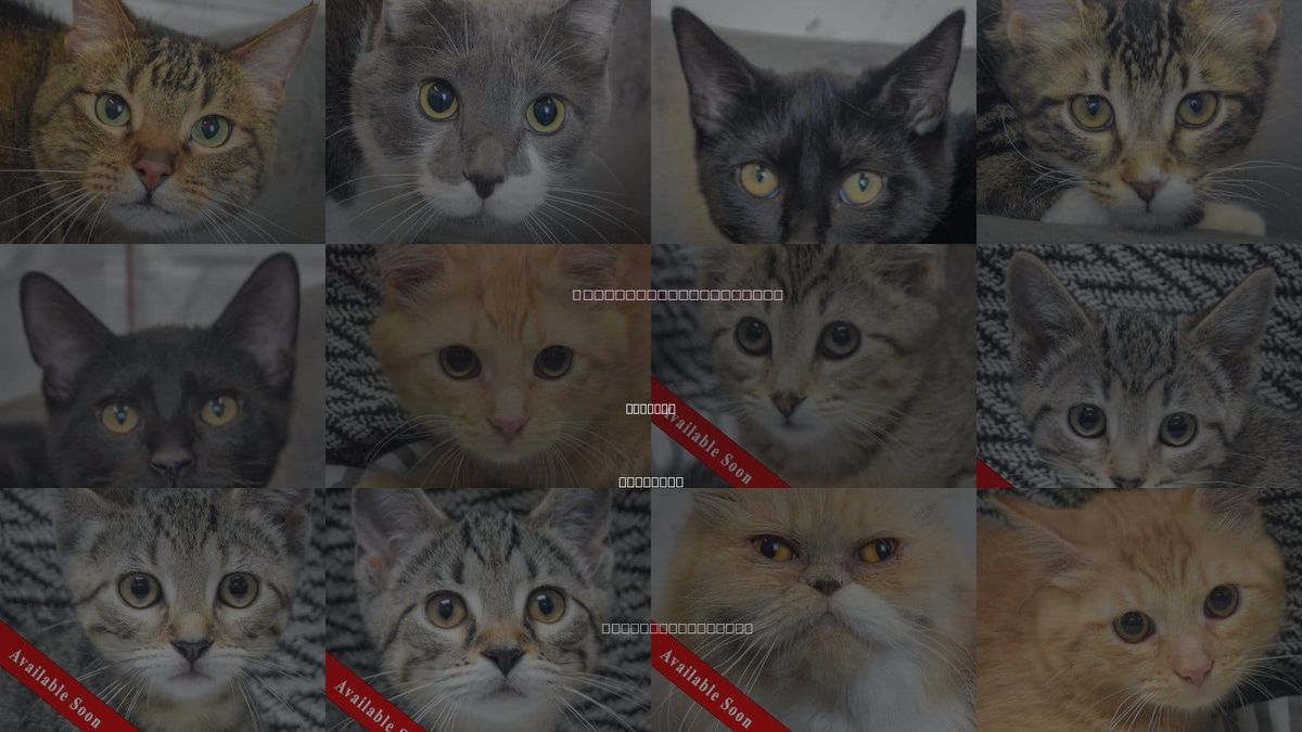 Cats for Adoption in Huntley, Illinois