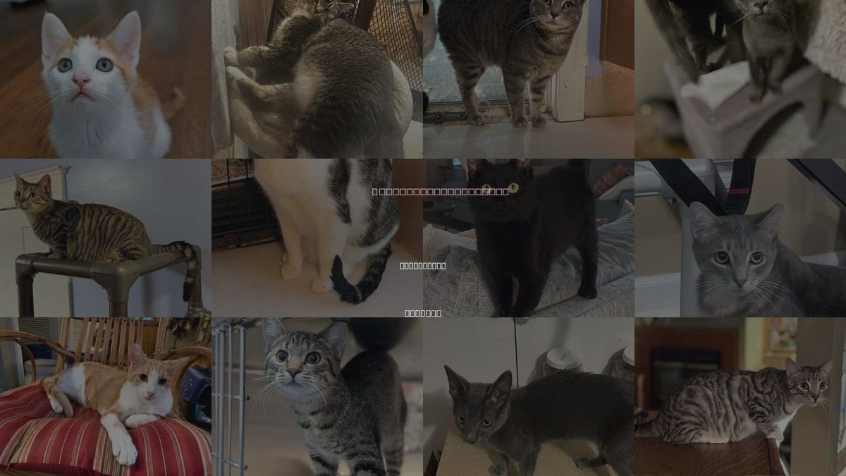 Cats for Adoption in Huntsville, Alabama