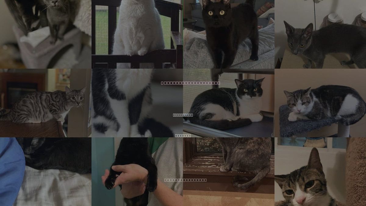 Cats for Adoption in Huntsville, Alabama