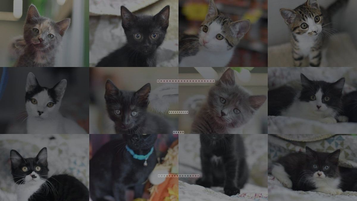 Cats for Adoption in Huntsville, Texas