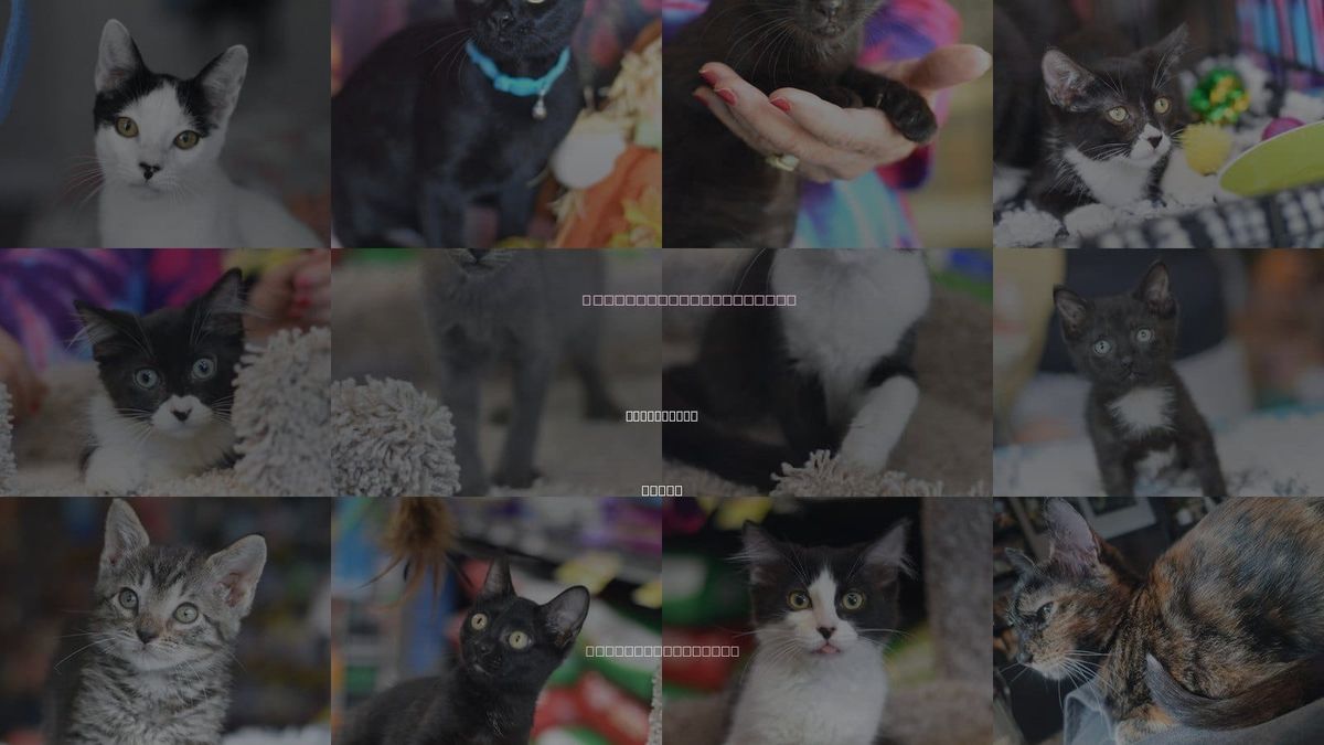 Cats for Adoption in Huntsville, Texas