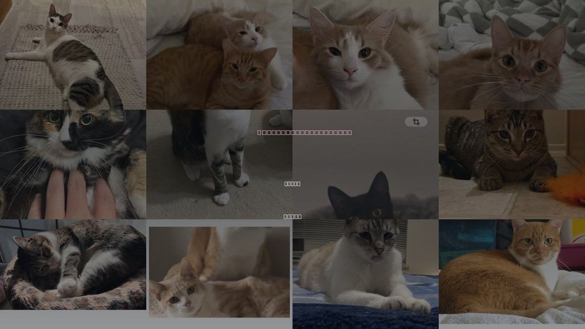 Cats for Adoption in Hurst, Texas