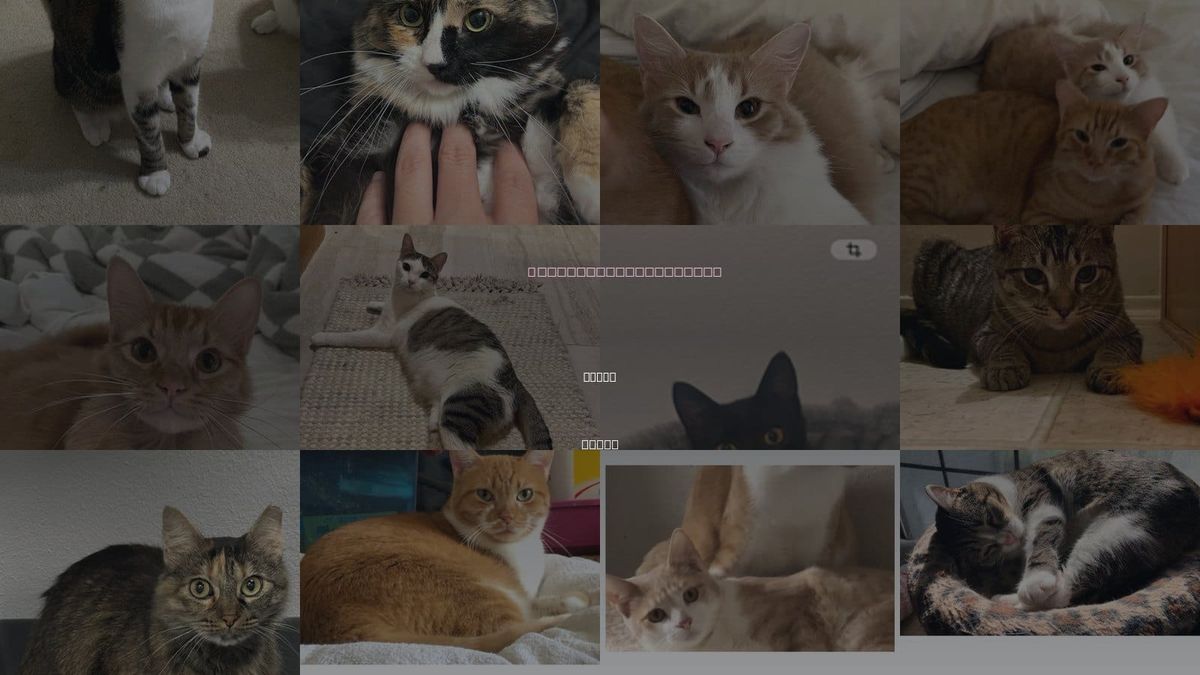 Cats for Adoption in Hurst, Texas