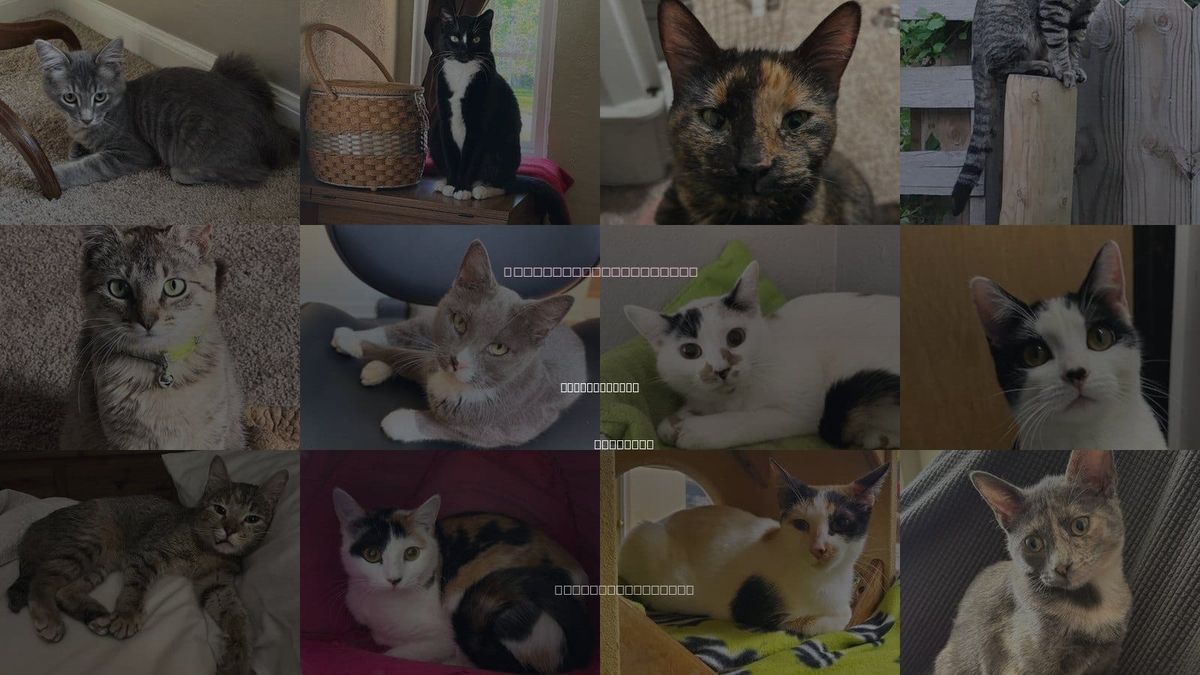 Cats for Adoption in Independence, Missouri