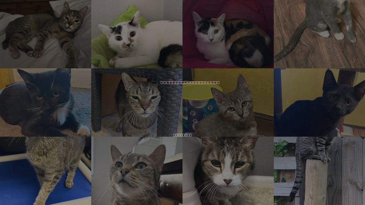 Cats for Adoption in Independence, Missouri