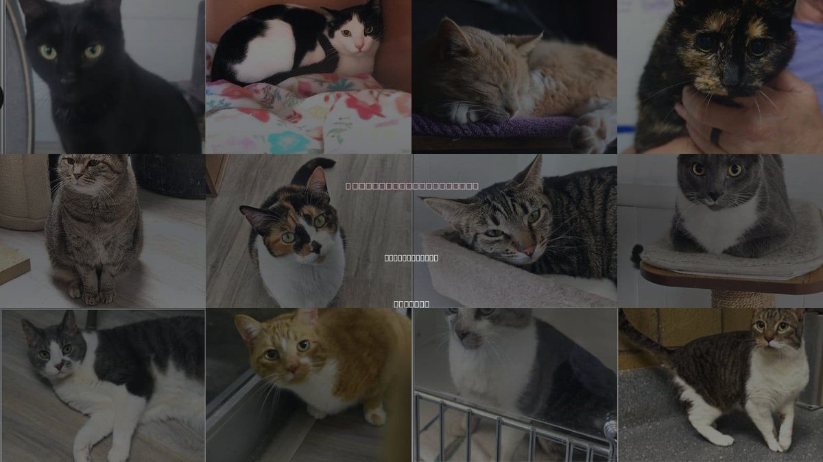 Cats for Adoption in Indianapolis, Indiana
