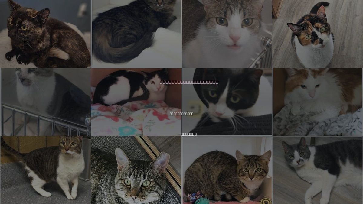 Cats for Adoption in Indianapolis, Indiana