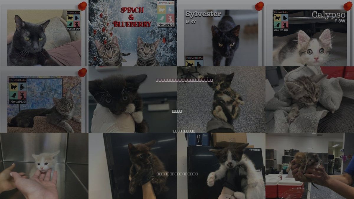 Cats for Adoption in Indio, California