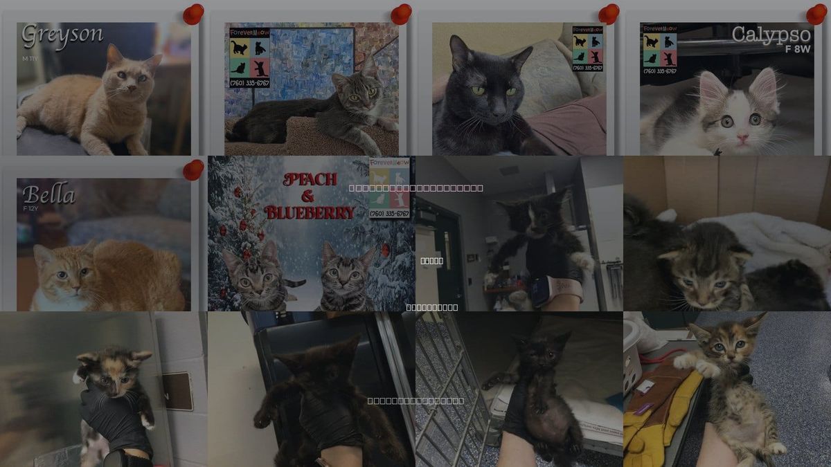 Cats for Adoption in Indio, California