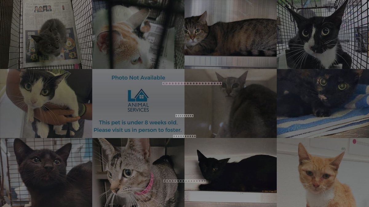 Cats for Adoption in Inglewood, California