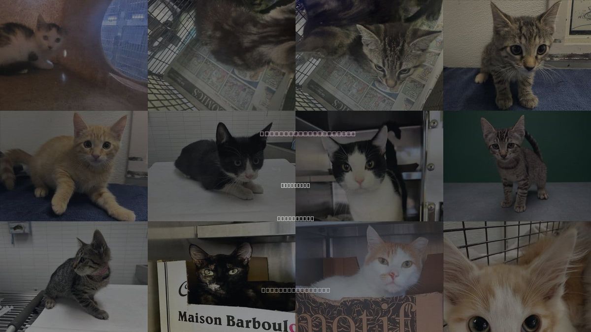 Cats for Adoption in Inglewood, California