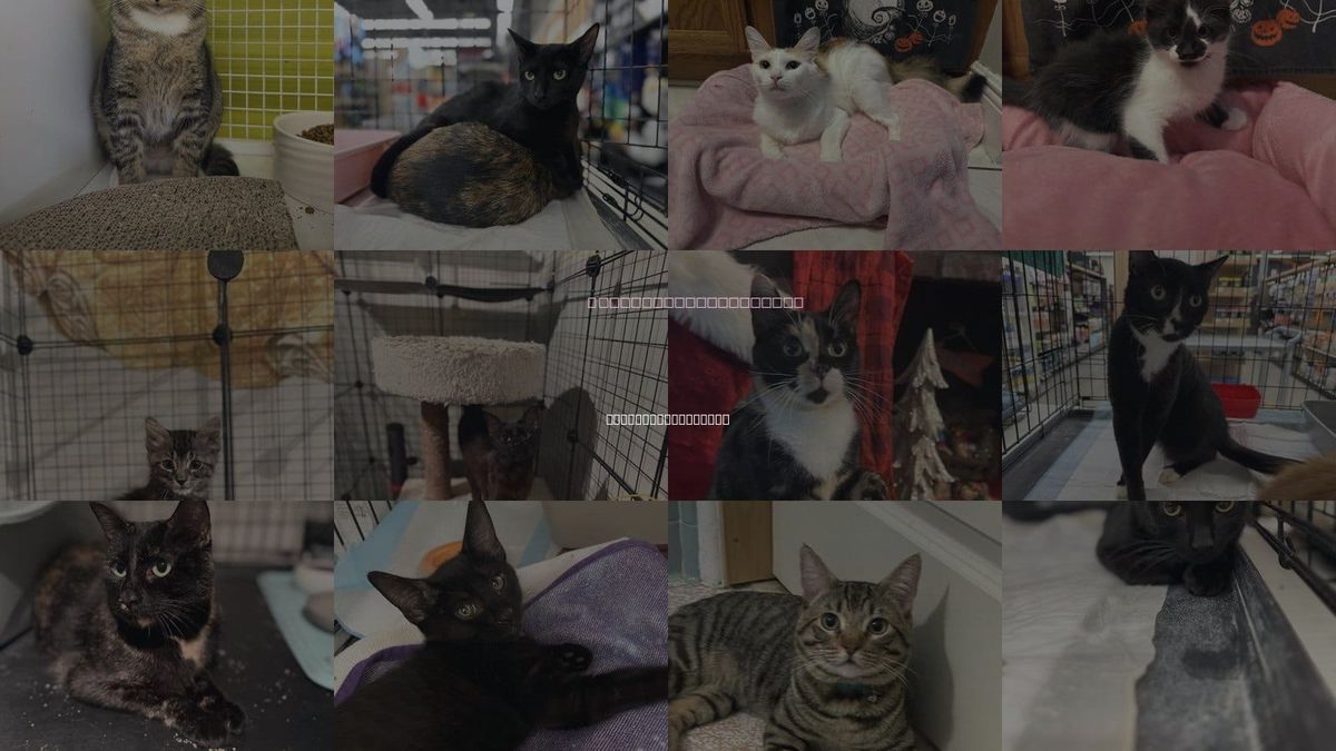 Cats for Adoption in Intercession City, Florida