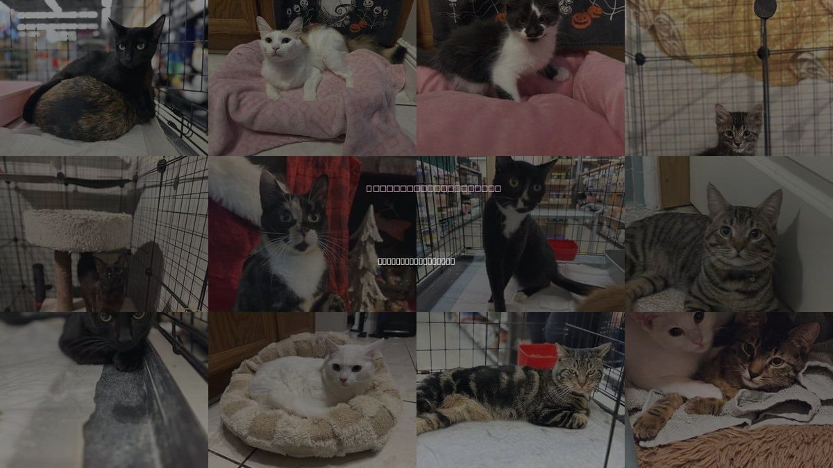 Cats for Adoption in Intercession City, Florida
