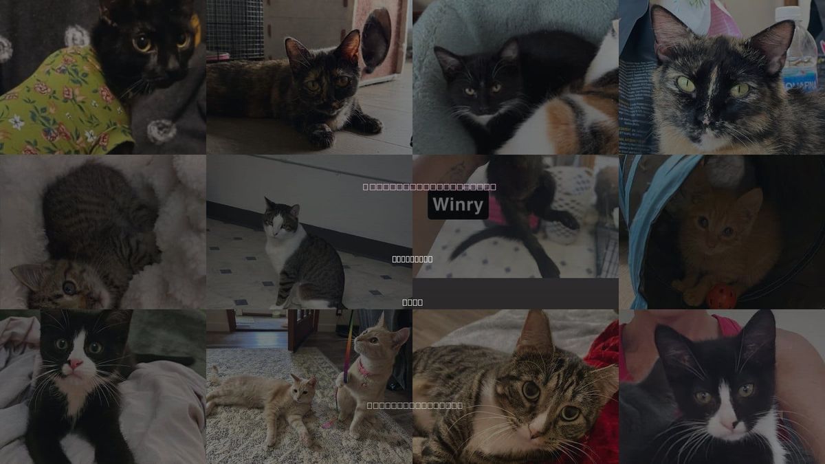 Cats for Adoption in Iowa City, Iowa