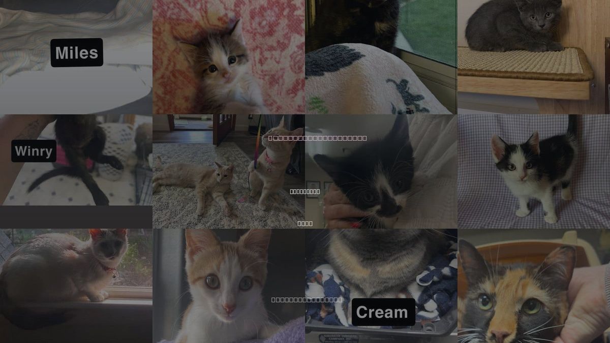 Cats for Adoption in Iowa City, Iowa