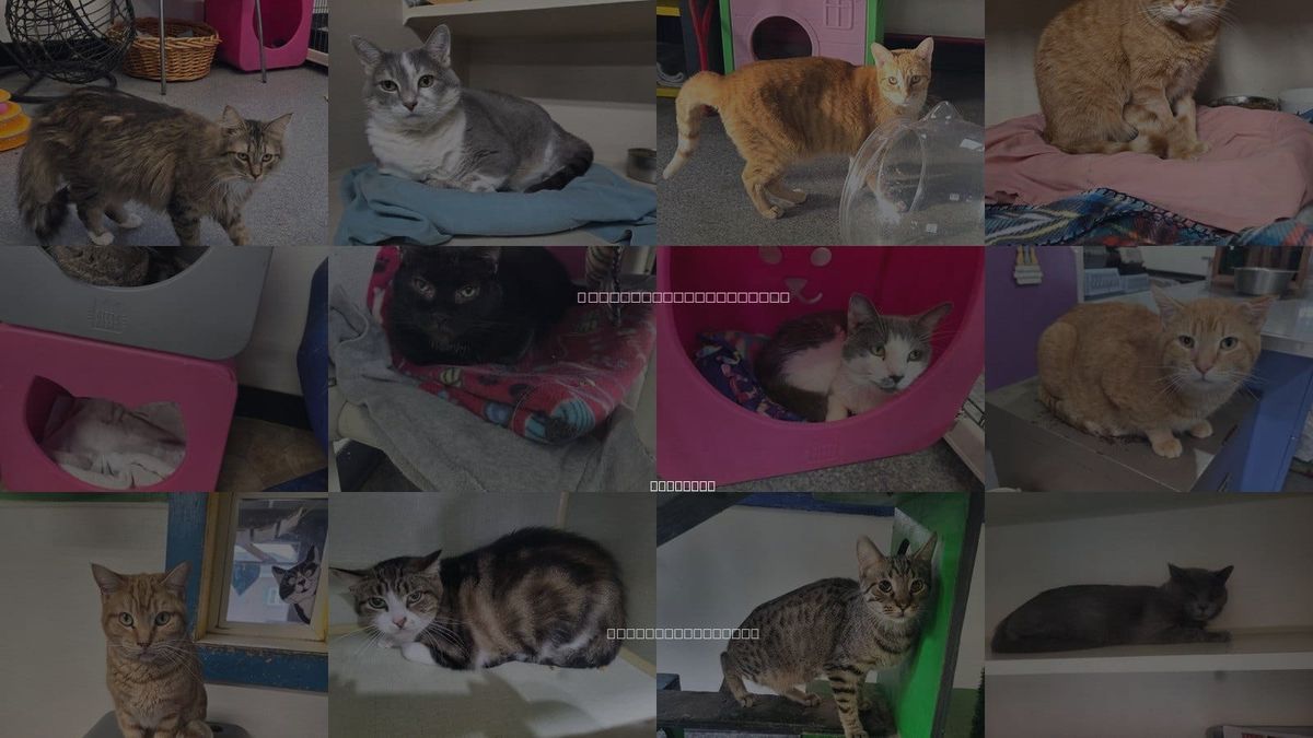 Cats for Adoption in Iroquois, Illinois