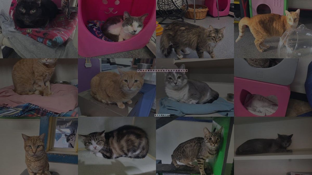 Cats for Adoption in Iroquois, Illinois