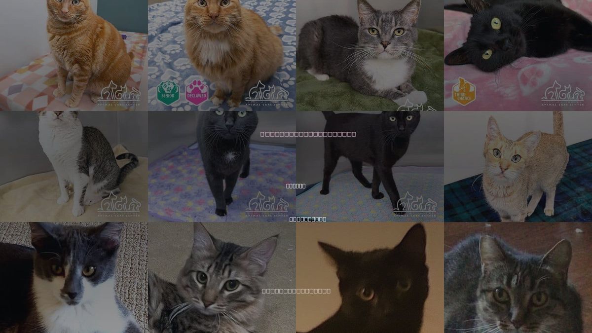 Cats for Adoption in Irvine, California