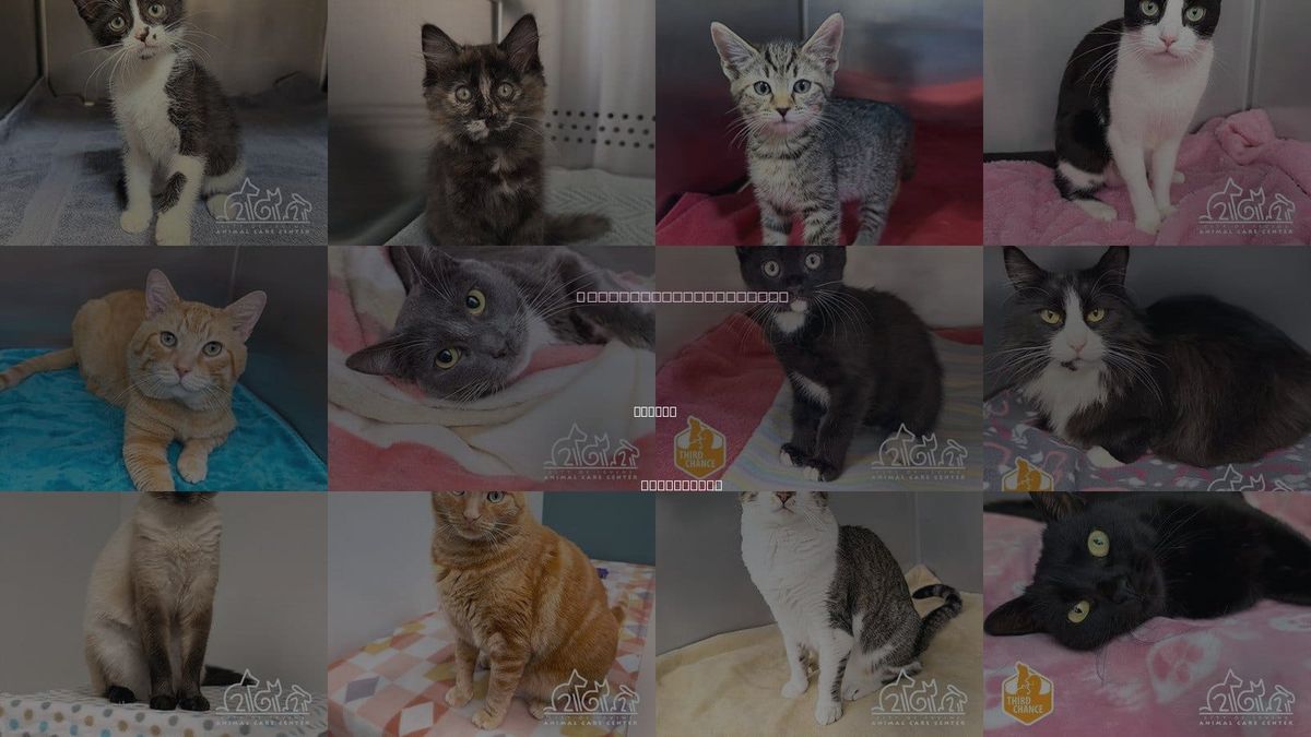 Cats for Adoption in Irvine, California