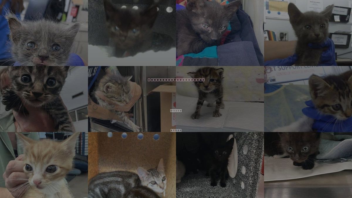 Cats for Adoption in Irving, Texas