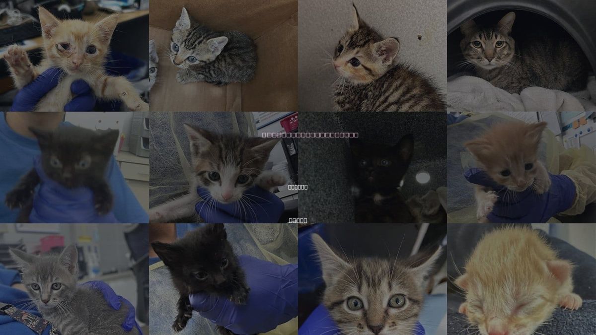 Cats for Adoption in Irving, Texas