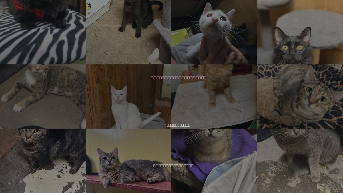 Cats for Adoption in Jackson, Mississippi
