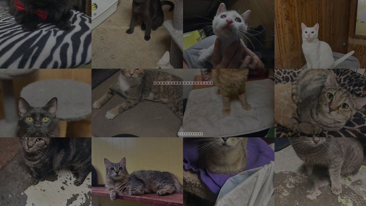 Cats for Adoption in Jackson, Mississippi
