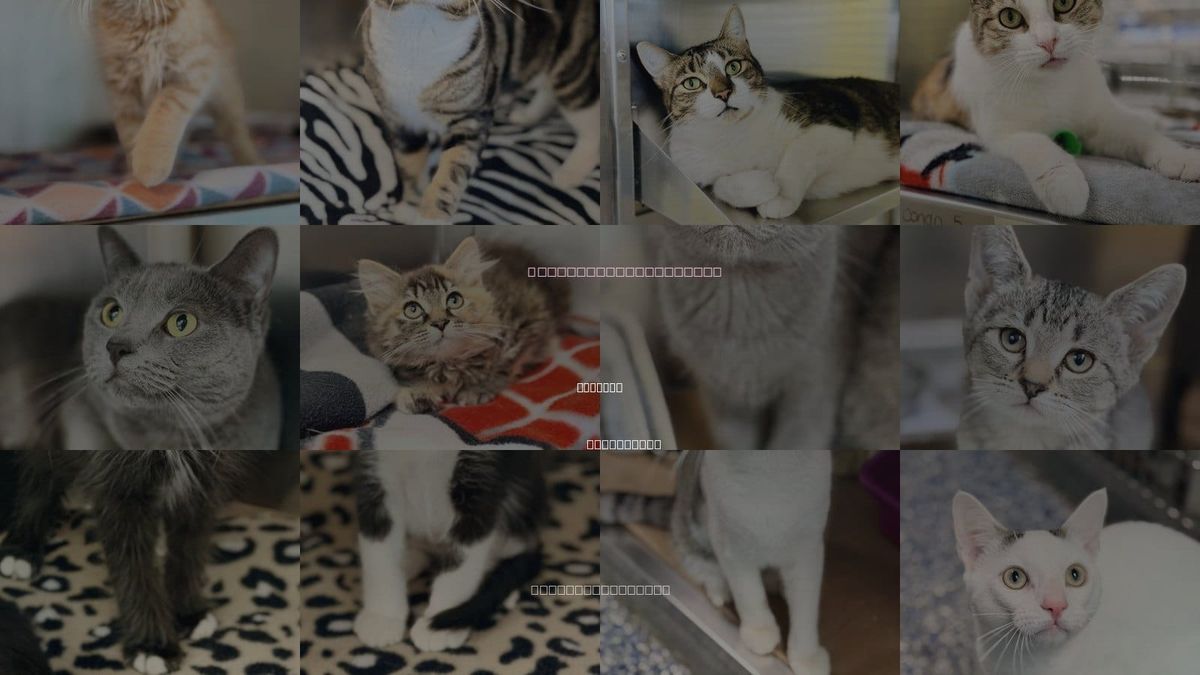 Cats for Adoption in Jackson, New Jersey