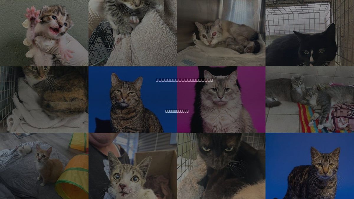 Cats for Adoption in Jacksonville, Florida